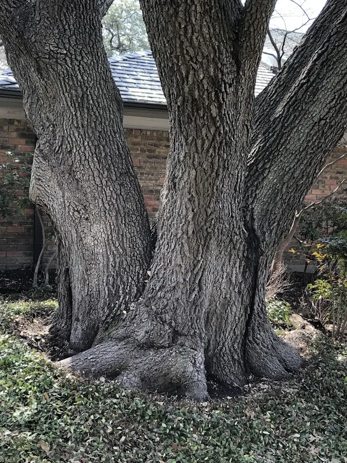 Mature heritage tree close to a Scott property cared for by certified arborists